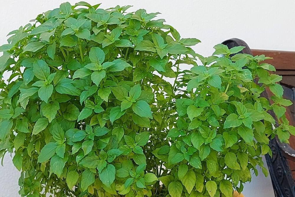 Menelaos Apartments ذاراتسو المظهر الخارجي الصورة